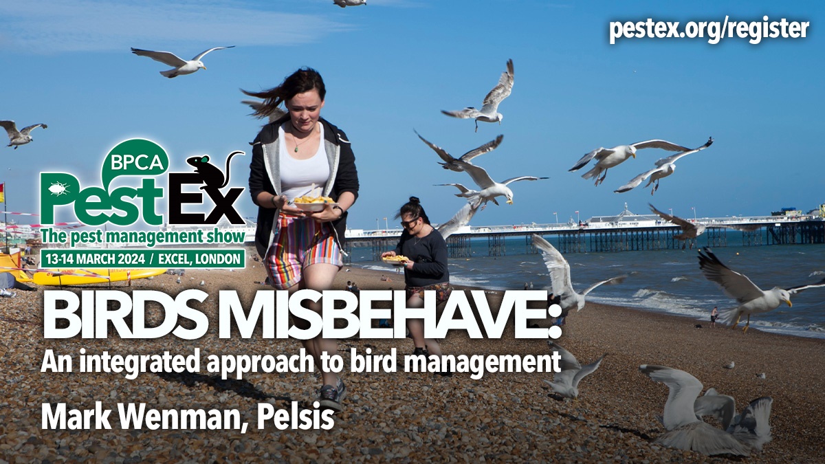 PestEx2024-birds-misbehave-integrated-bird-management-hero