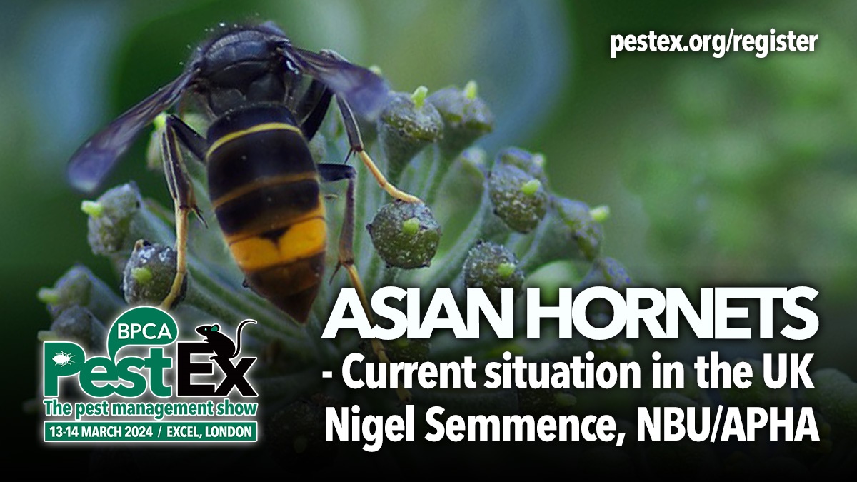 PestEx2024-current-asian-hornet-situation-uk-hero PestEx2024-current-asian-hornet-situation-uk-hero
