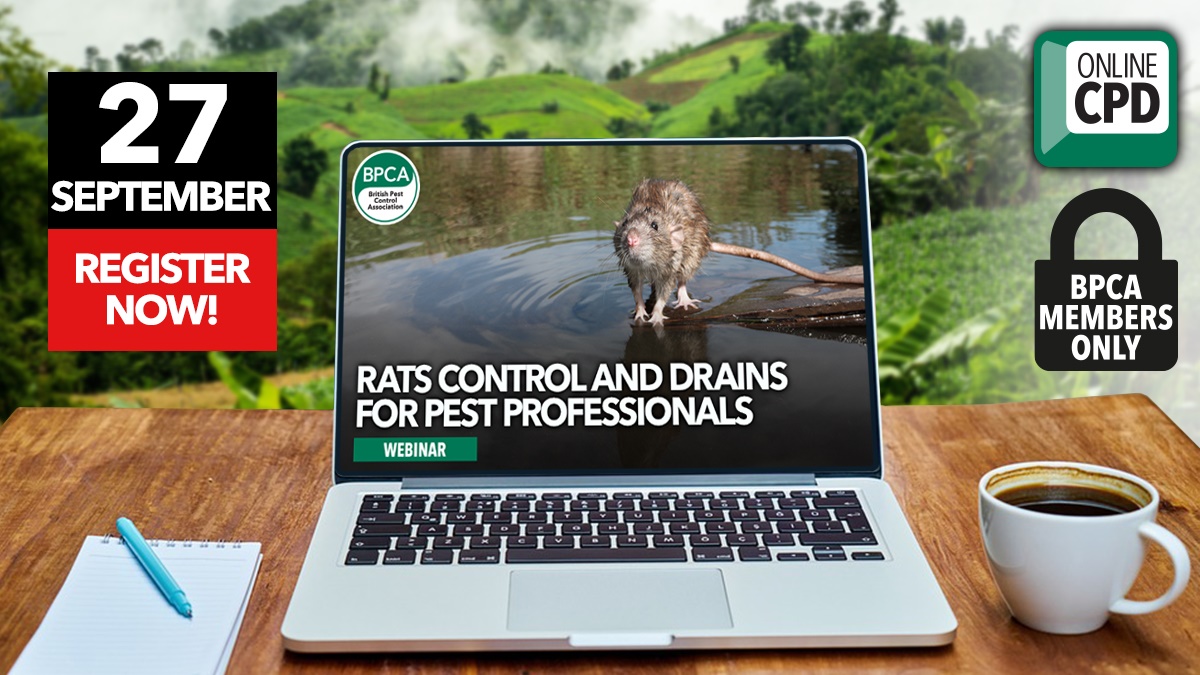 drains rats hero drains rats hero