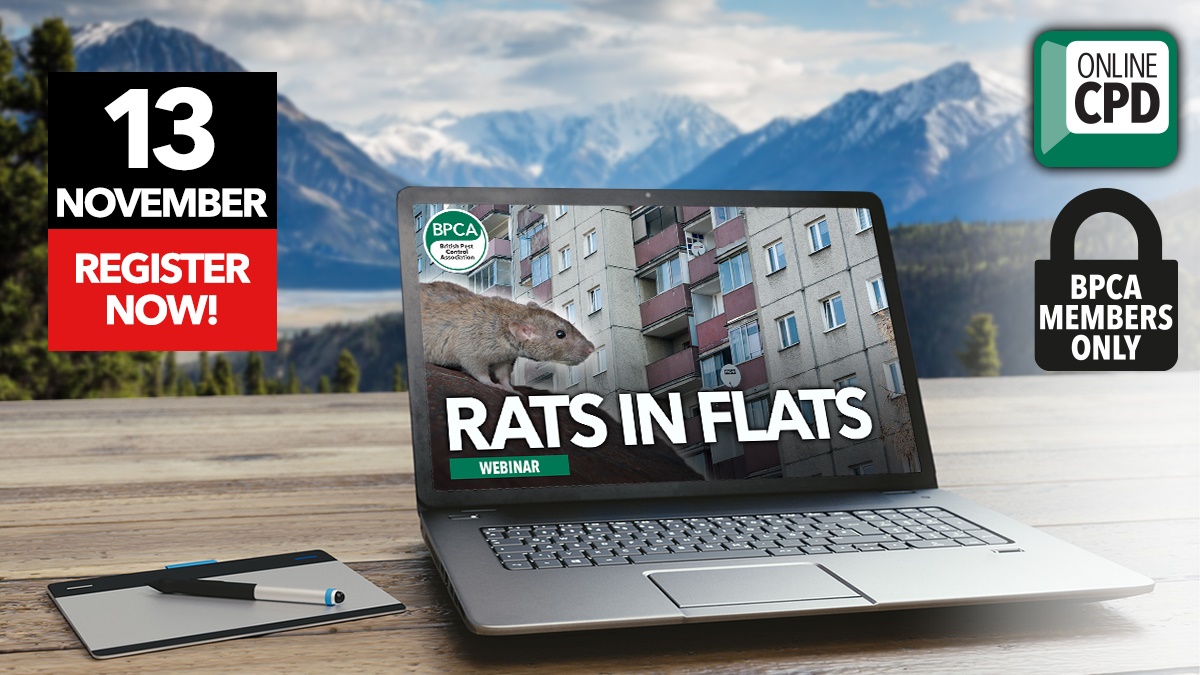 flats rats hero flats rats hero