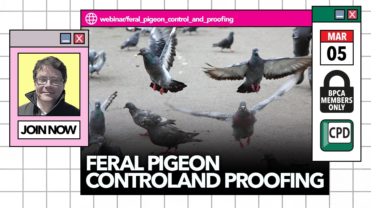 feral pigeon control and proofing2 feral pigeon control and proofing2