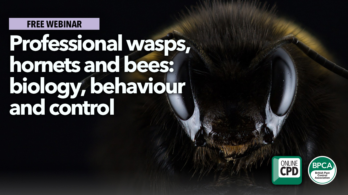 Wasp hornet and bee pest control webinar Wasp hornet and bee pest control webinar