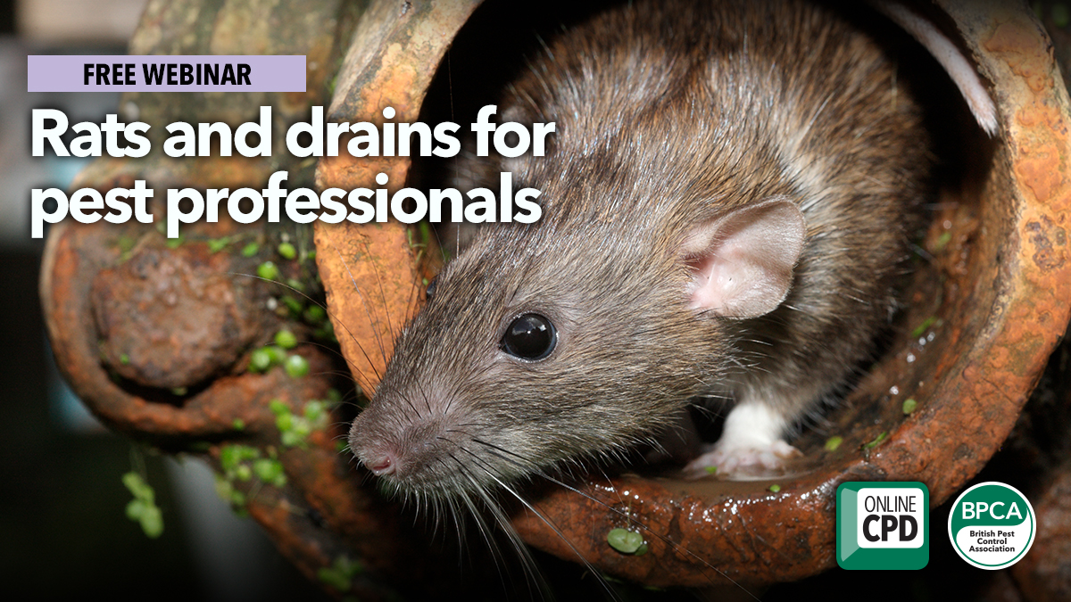 rats and drain webinar for pest management experts rats and drain webinar for pest management experts