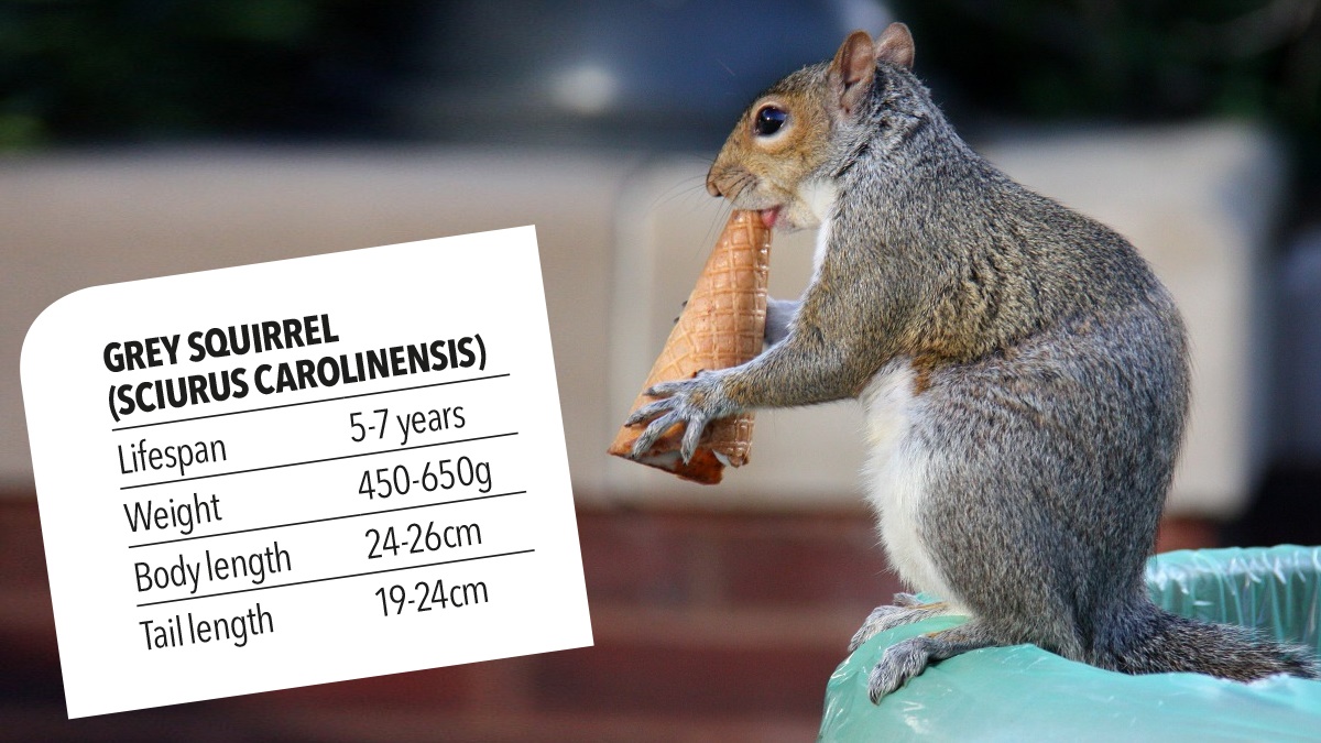 Grey squirrel lifespan weight body length tail length