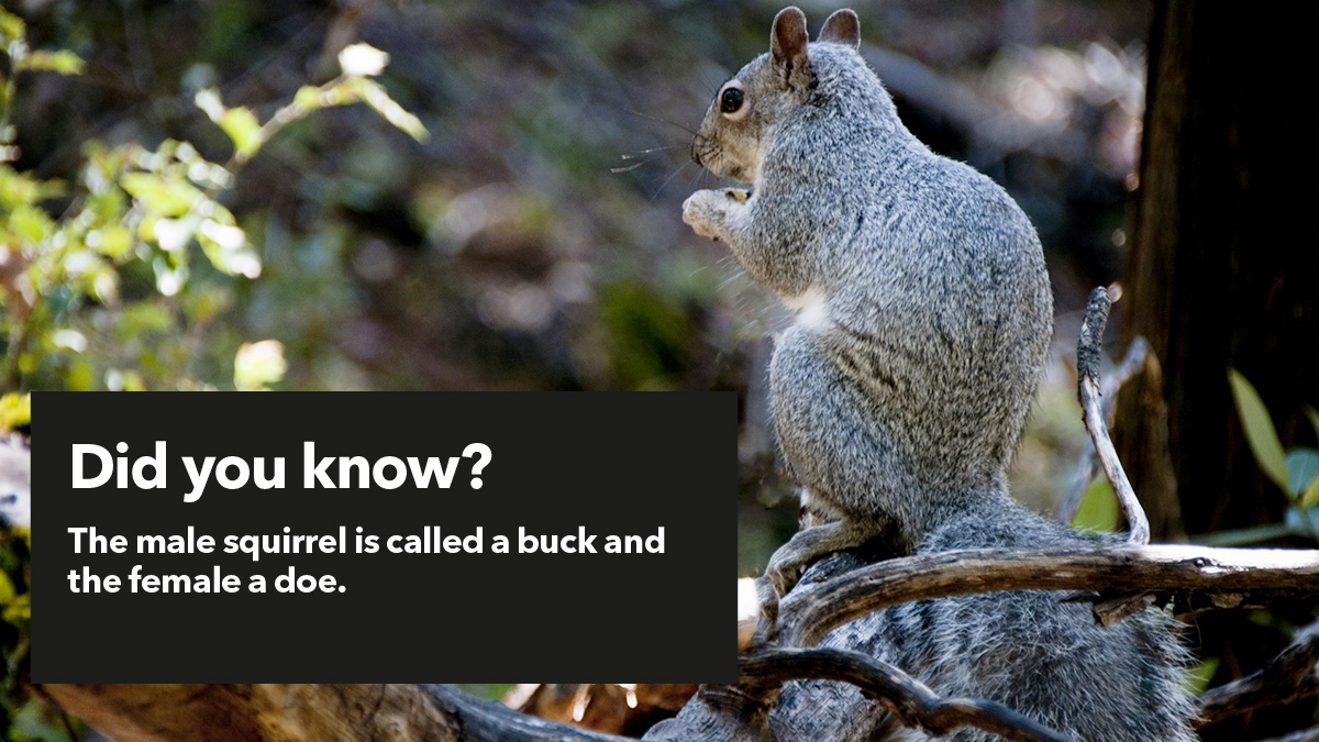 Male and female squirrels