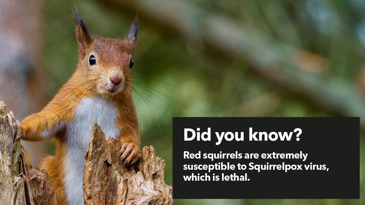 How To Get Rid Of Squirrels In An Attic? - Area Pest Control Services UK