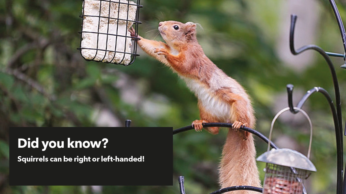 Squirrels can be right or left handed