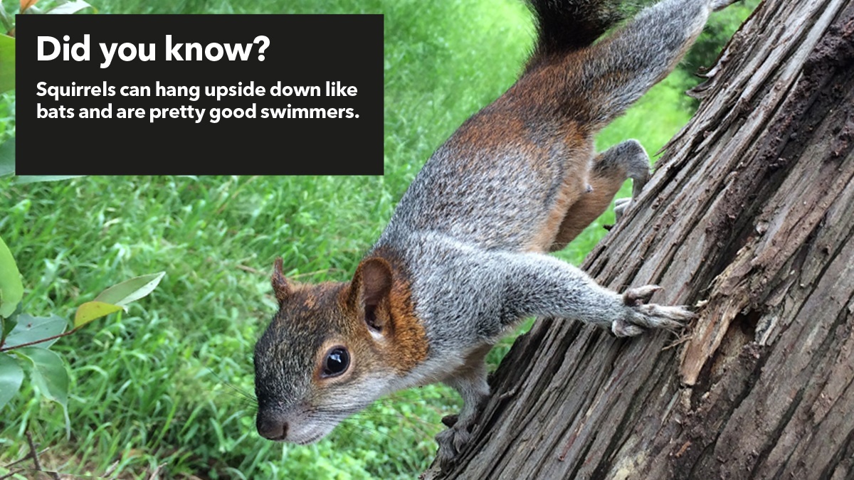 Squirrels can hang upside down and are good swimmers