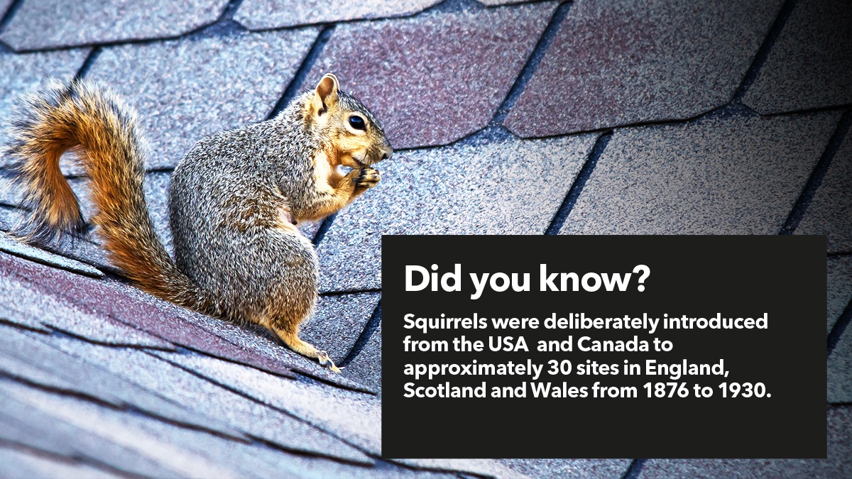 https://bpca.org.uk/write/MediaUploads/News%20and%20Blog/2018-10-26%20-%20grey%20is%20the%20black/Squirrels_in_the_UK_are_invasive_species.jpg