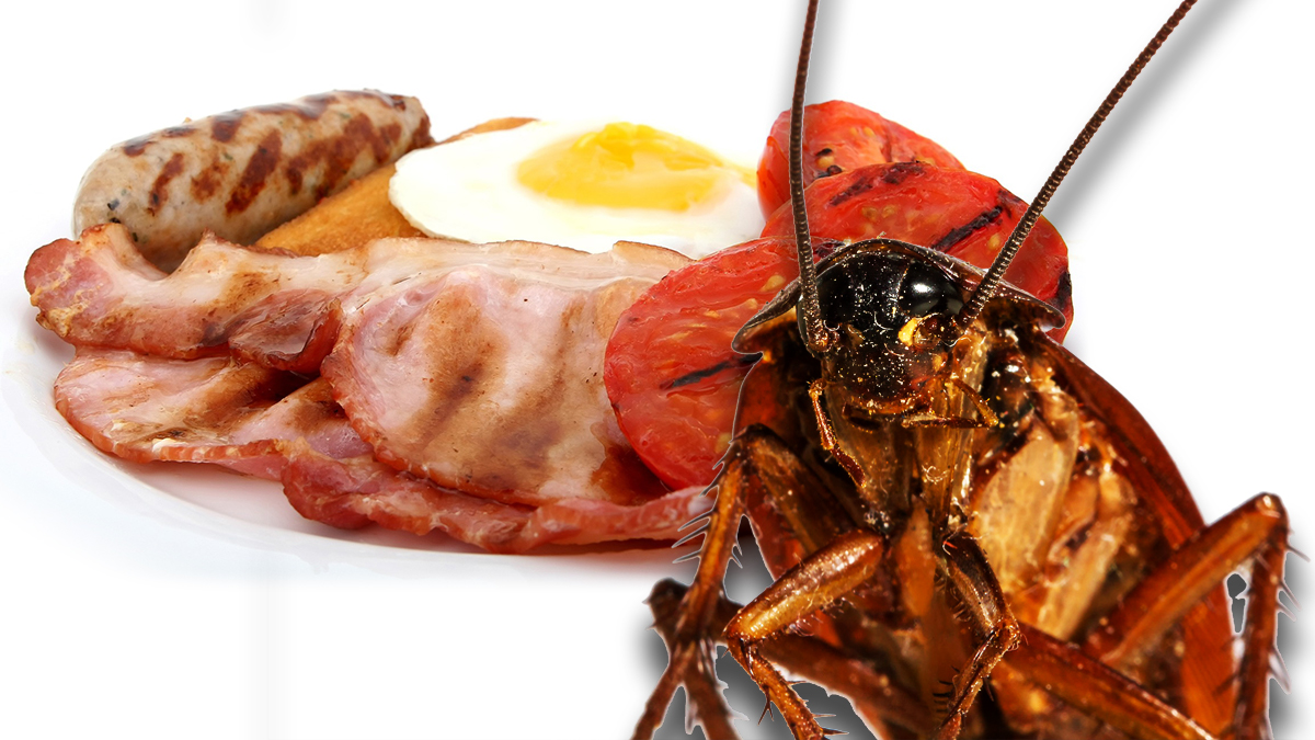 Would you eat meat fed on pests?