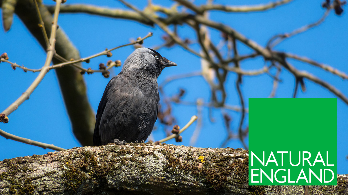 General Licences For Bird Control Will Be Revoked Bpca Respond
