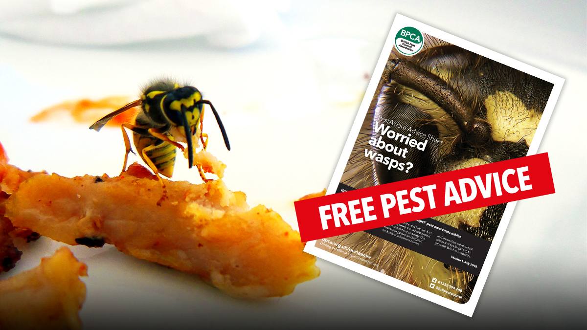 Free pest advice for wasps by BPCA out now