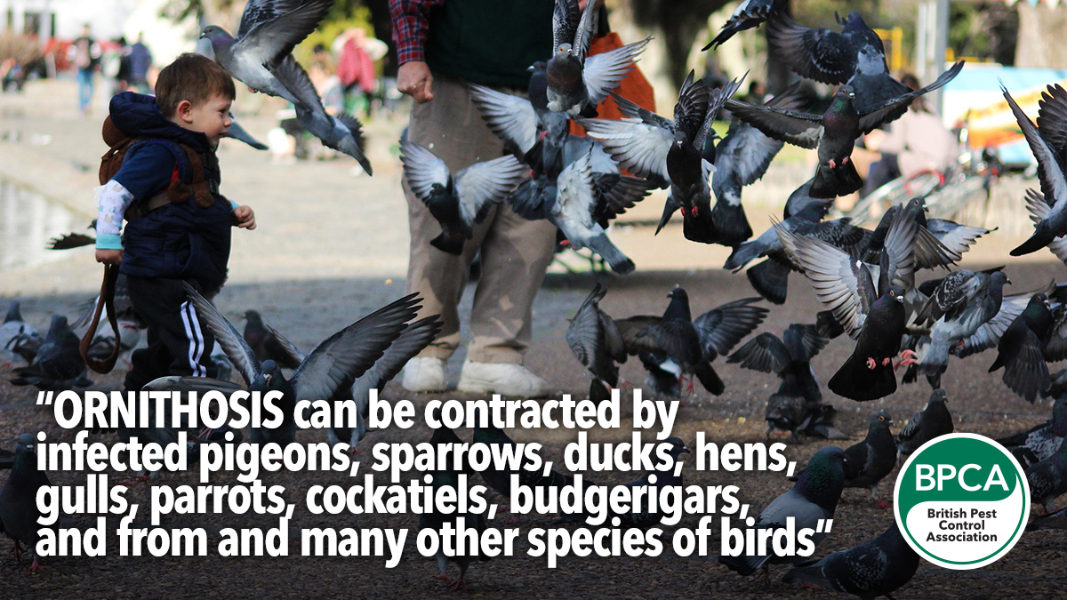 Pest Advice For Controlling Pigeons Gulls And Other Birds