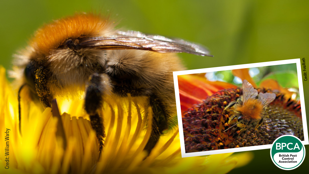 Common carder bee Bombus pascuorum identification in the UK