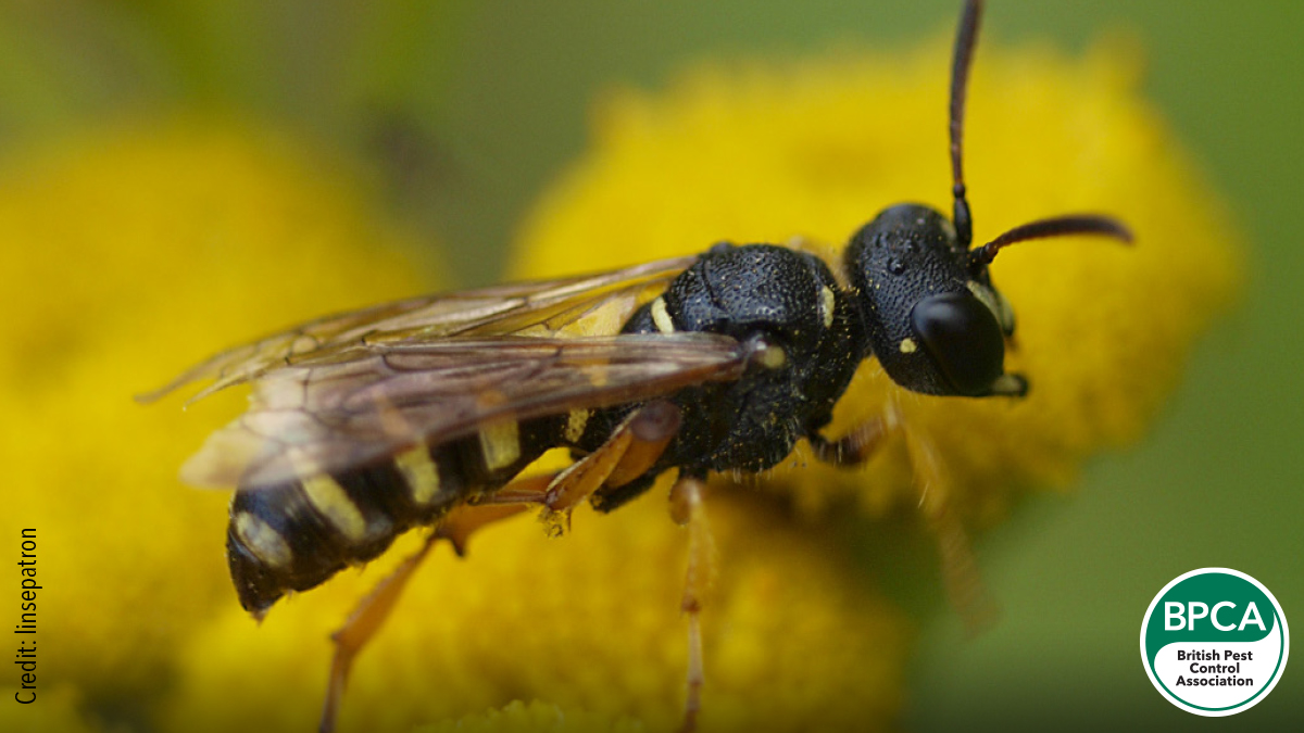 Digger wasp Sphecidae identification in the UK