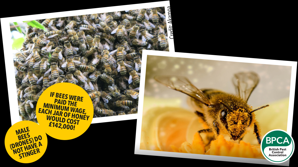 Facts about the European honey bee