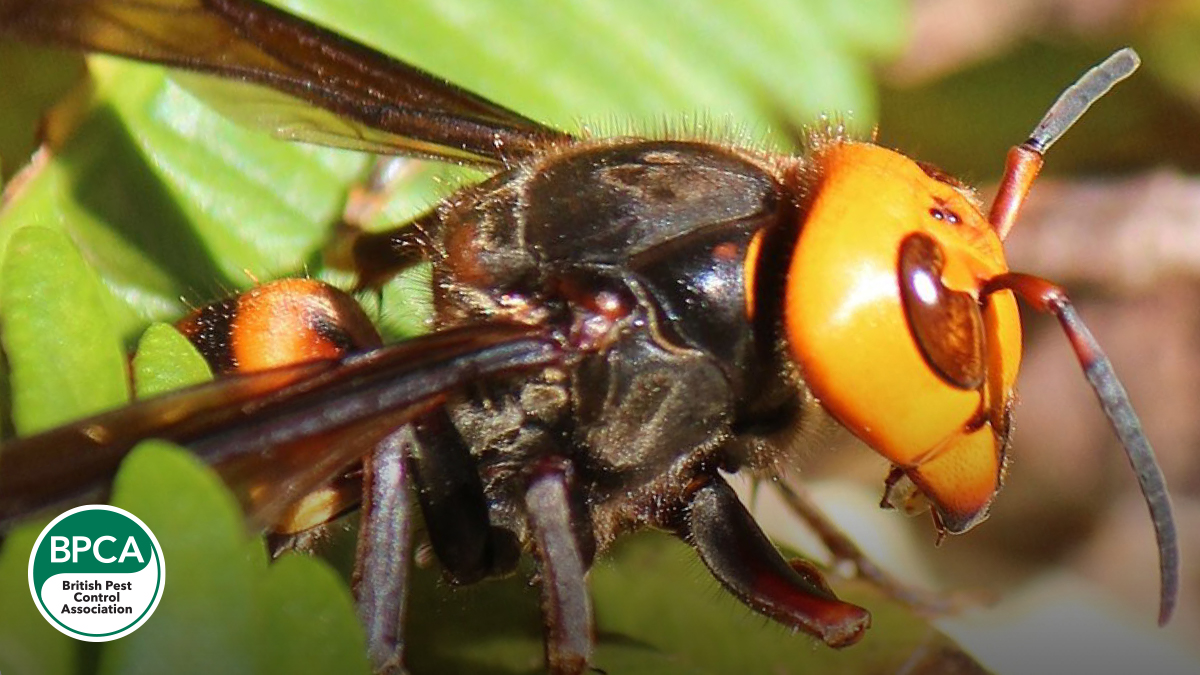 Giant asian hornet murder hornet never reported in the UK