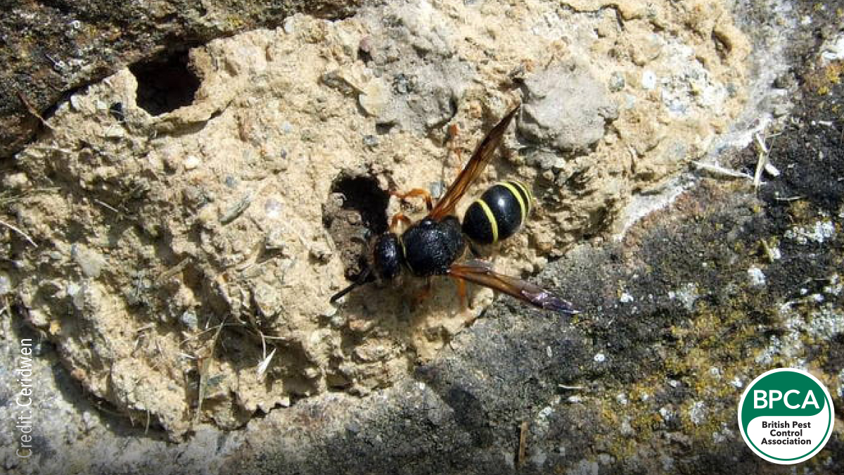 Mason or Potter wasp Eumeninae identification in the Uk