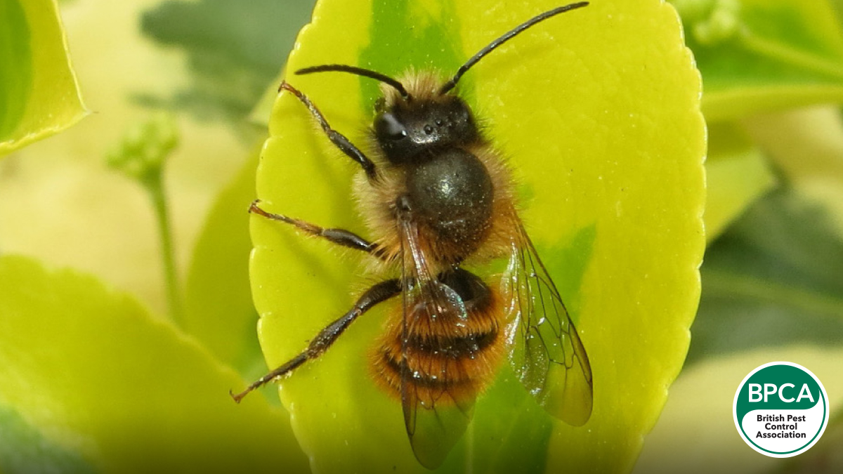 Red mason bee Osmia bicornis identification in the UK