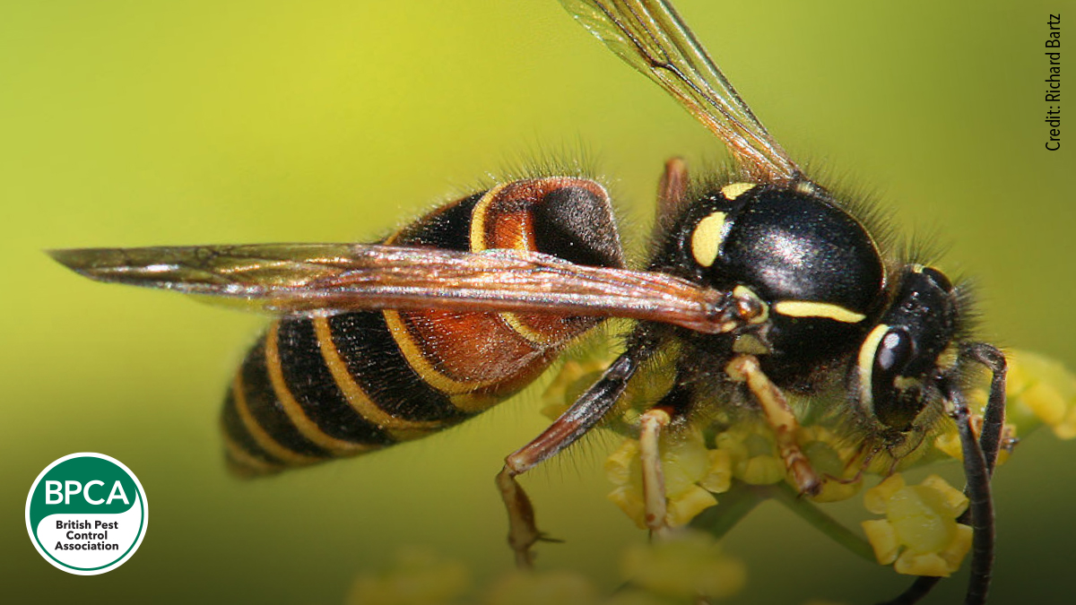 black and red hornet