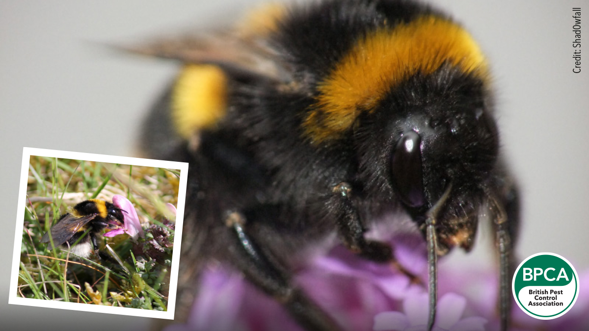 Small garden bumblebee Bombus hortorum identification in the UK