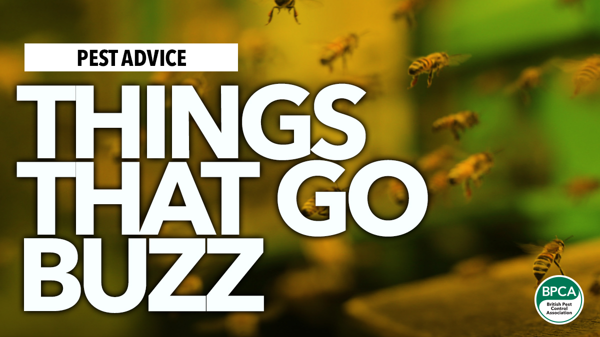 Things that go buzz advice for wasps hornets bee identification in UK