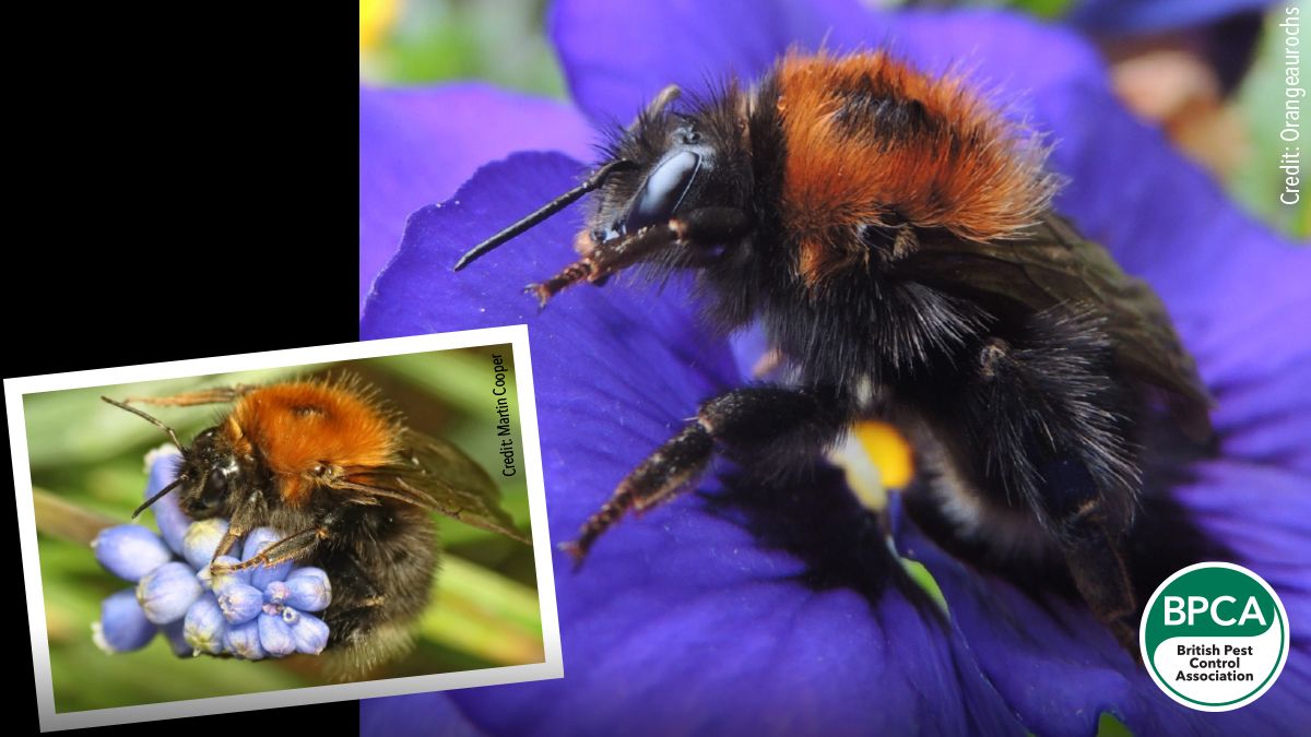 Tree bumblebee Bombus hypnorum identification in the UK