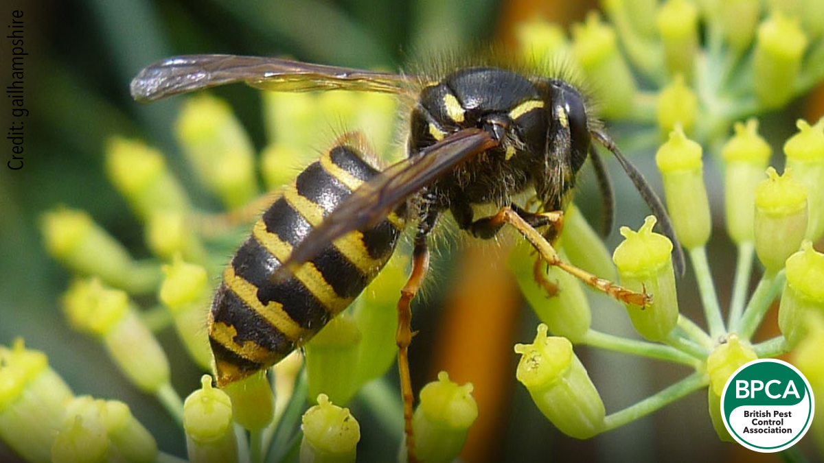 Bee? Wasp? Hornet? A Guide to Stinging Insects