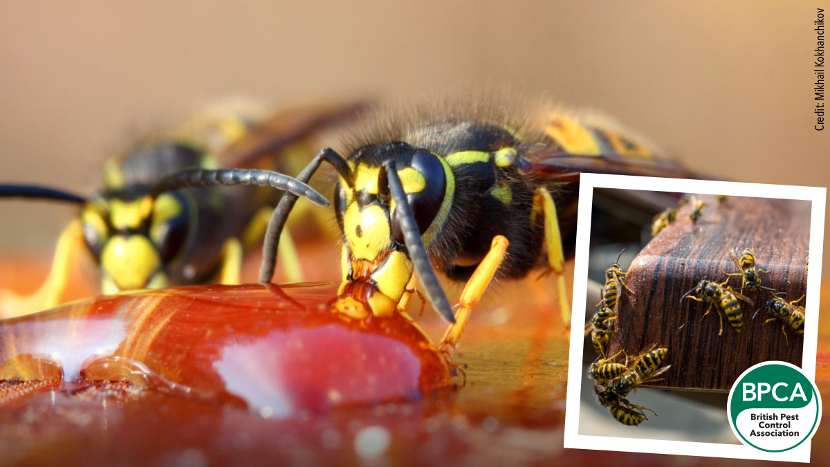 Wasps feeding from sugary fruit and wasps on the table german and common pests