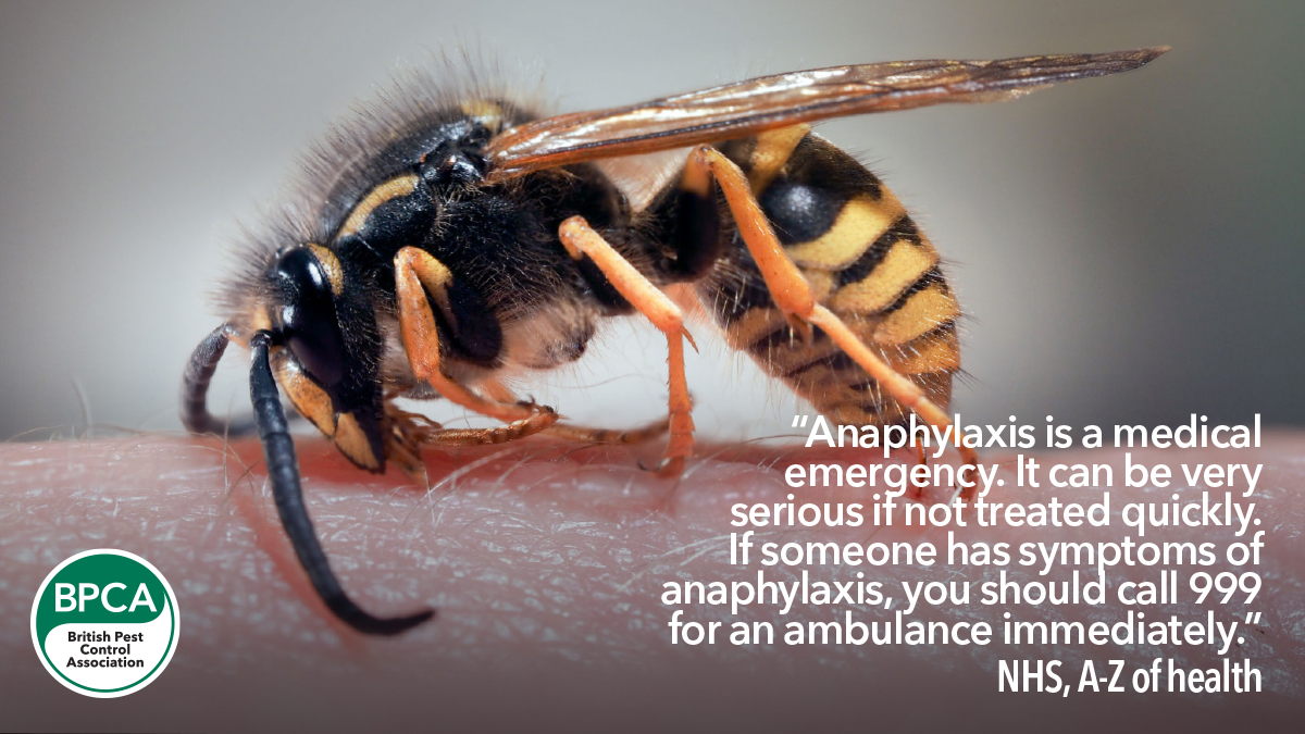 Wasps stings and Anaphylaxis in the UK common and german