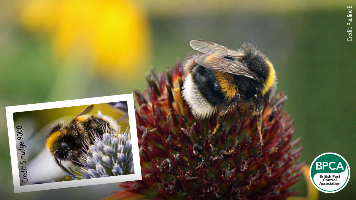 White-tailed bumblebee Bombus lucorum identification UK