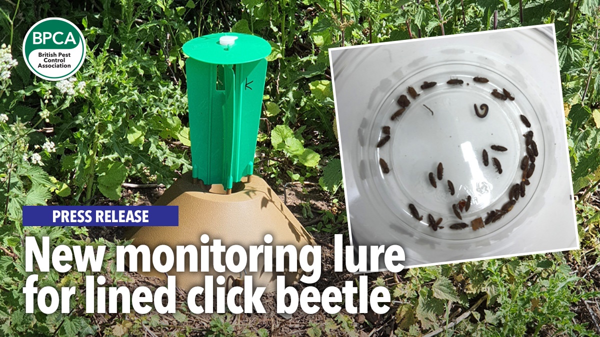 New monitoring lure for lined click beetle