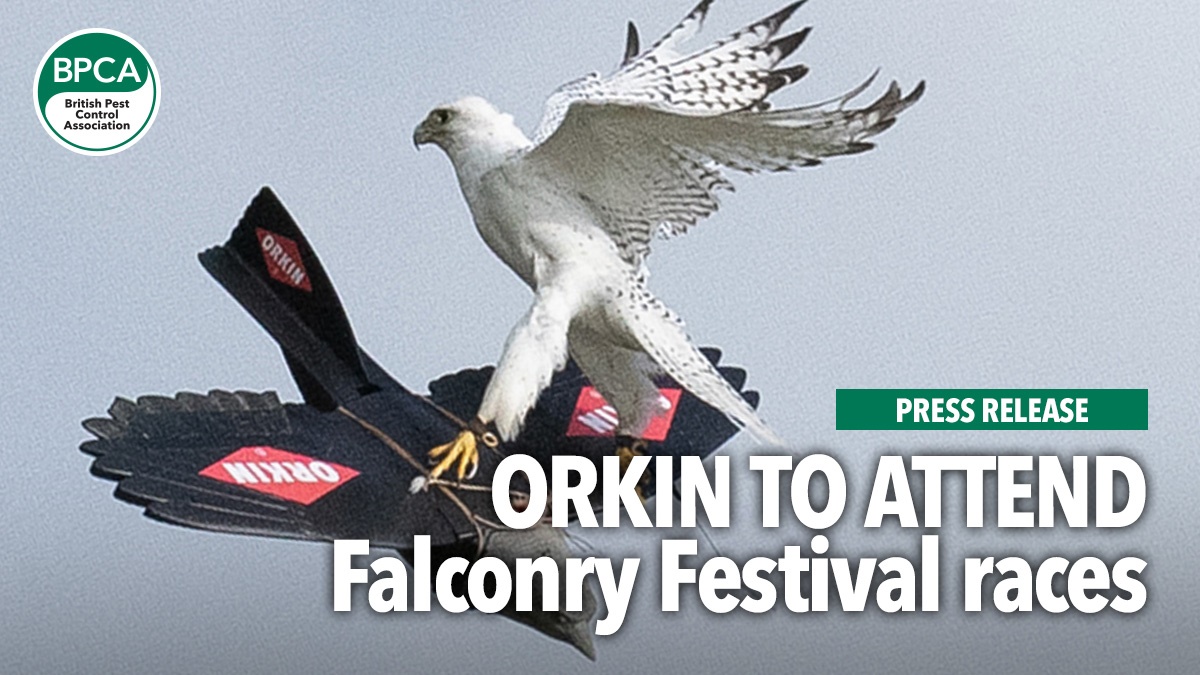 Falcon Bird Racing Orkin to attend Falconry Festival races