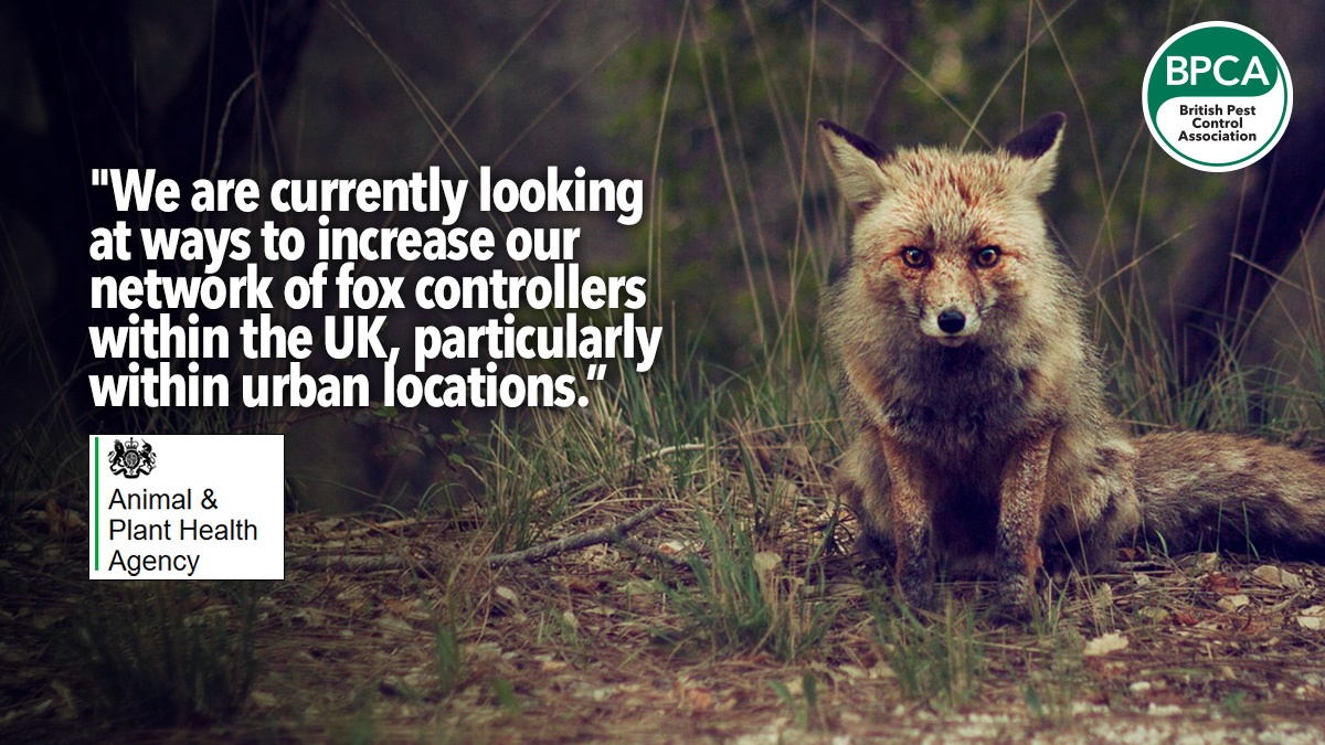 Fox Reseach APHA appeals to pest controllers for fox research support