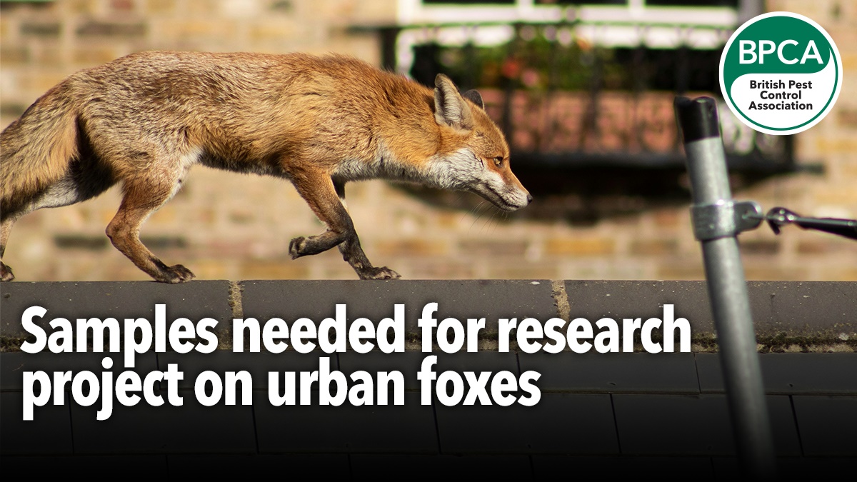 Fox Reseach Samples needed for research project on urban foxes