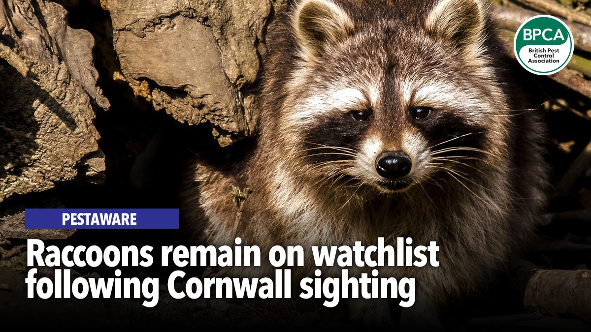Rotund Racoon Raccoons remain on watchlist following Cornwall sighting