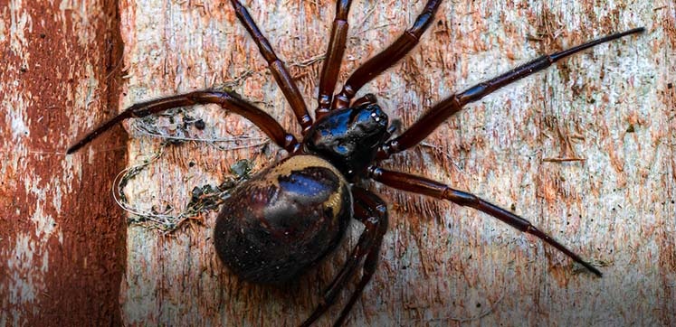 black widow spider web identification