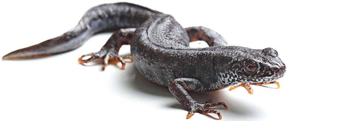 Newts and their development page over 100 years old