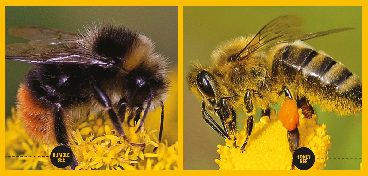 Bumble bee vs Honey Bee