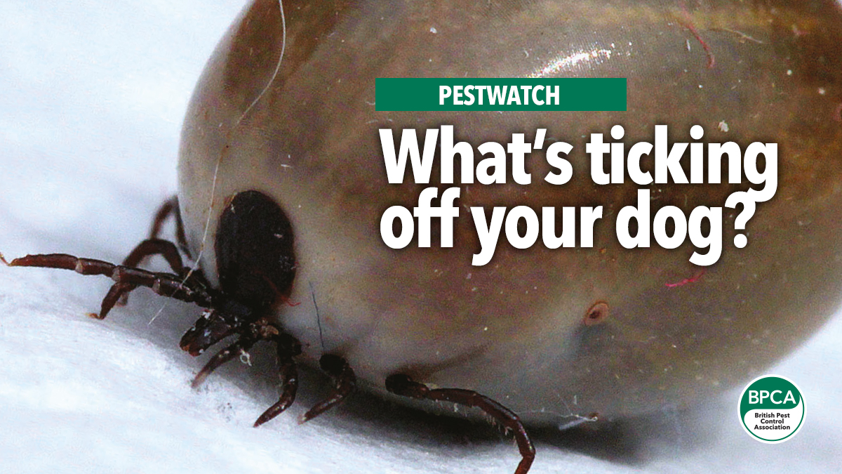 what-ticking-off-your-dog-pestwatch-bpca4