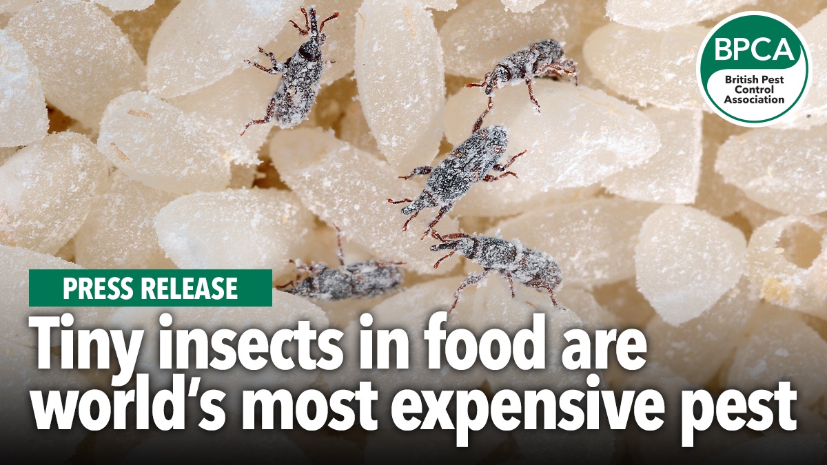 Barfi's Insect Tiny insects in food are world’s most expensive pest