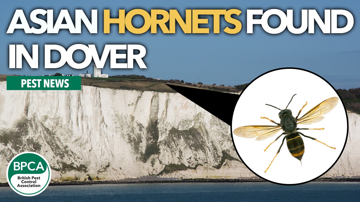 asian hornets dover hero