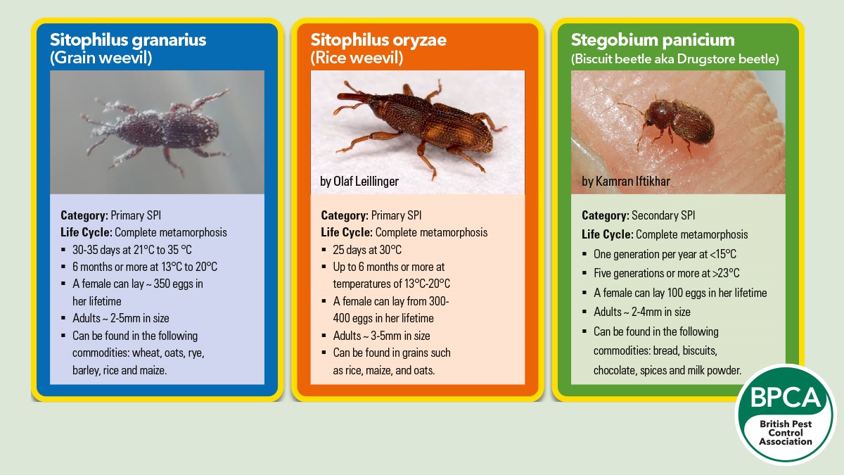 Battling Stored Product Insect (SPI) infestations