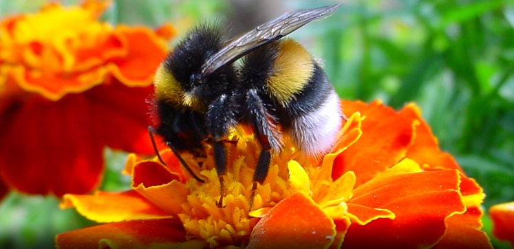 Pest Advice For Controlling Bees