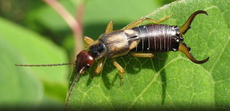 Pest Advice For Controlling Earwigs