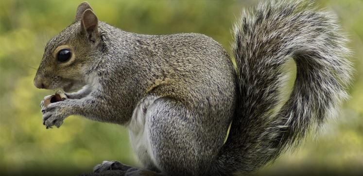 Got squirrels? You can get rid of them, if you're OK with rodenticide