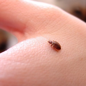 bed bug-3