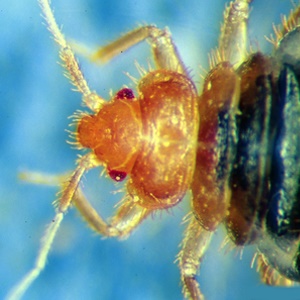 bed bug-4