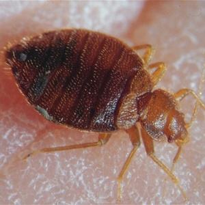 Pest Advice For Controlling Bed Bugs