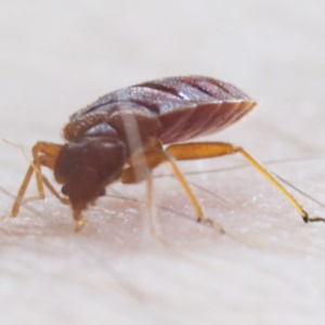 Do Bed Bugs Bite Under Clothes?